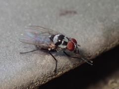 Anthomyia oculifera