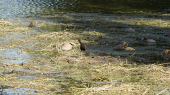 Jacana jacana