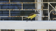 Pitangus sulphuratus