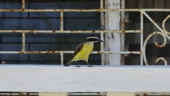 Pitangus sulphuratus