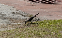 Mimus gilvus