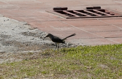 Mimus gilvus
