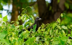 Crotophaga ani