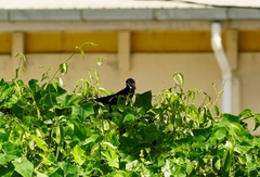 Crotophaga ani