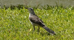 Mimus gilvus