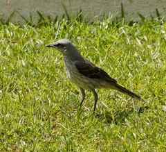 Mimus gilvus