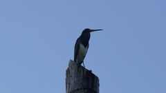 Egretta tricolor