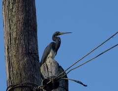 Egretta tricolor