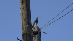 Egretta tricolor