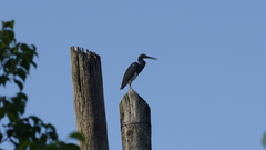 Egretta tricolor