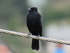Knipolegus nigerrimus