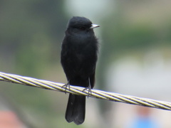 Knipolegus nigerrimus