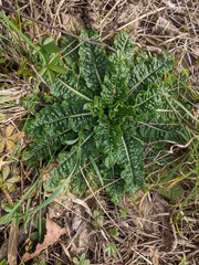 Dipsacus fullonum