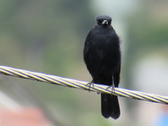 Knipolegus nigerrimus