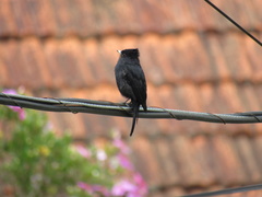 Knipolegus nigerrimus