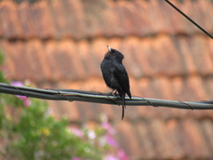 Knipolegus nigerrimus