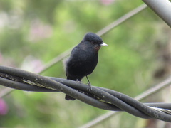 Knipolegus nigerrimus