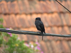 Knipolegus nigerrimus