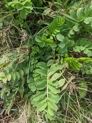 Galega officinalis