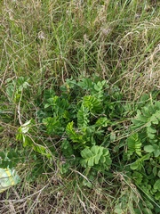 Galega officinalis