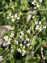 Calepina irregularis