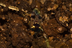Cryphula affinis