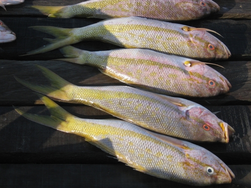 Yellowtail Snapper