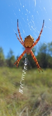 Argiope legionis