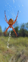 Argiope legionis