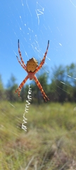 Argiope legionis