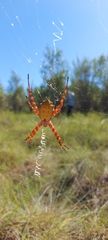 Argiope legionis