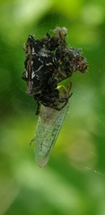 Cyclosa insulana