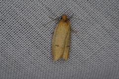 Endeolena aurinatella