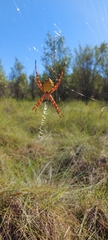Argiope legionis