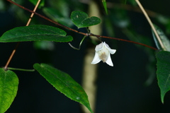 Clematis henryi