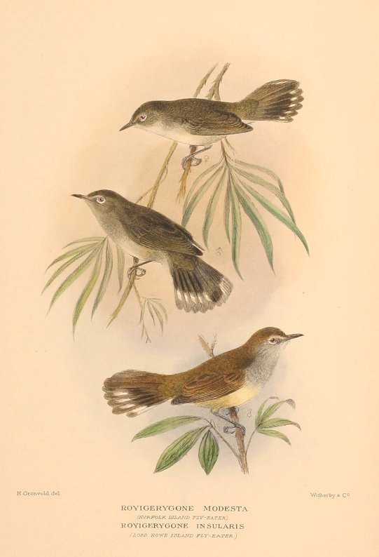 Lord Howe Gerygone (Gerygone insularis) photo