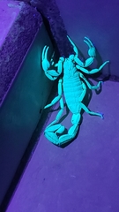 Centruroides edwardsii