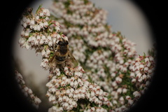 Eristalis tenax