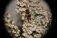 Eristalis tenax