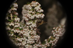 Eristalis tenax
