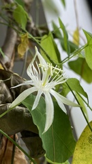 Passiflora capsularis