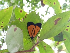 Paratype univitta
