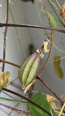 Passiflora capsularis