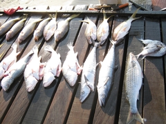 Scomberomorus cavalla