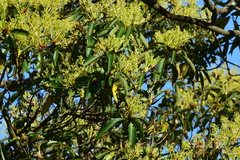 Machilus zuihoensis mushaensis