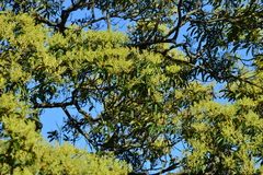 Machilus zuihoensis mushaensis