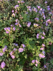Phacelia patuliflora
