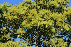 Machilus zuihoensis mushaensis