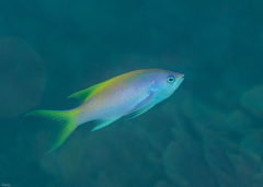 Mirolabrichthys evansi
