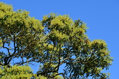 Machilus zuihoensis mushaensis